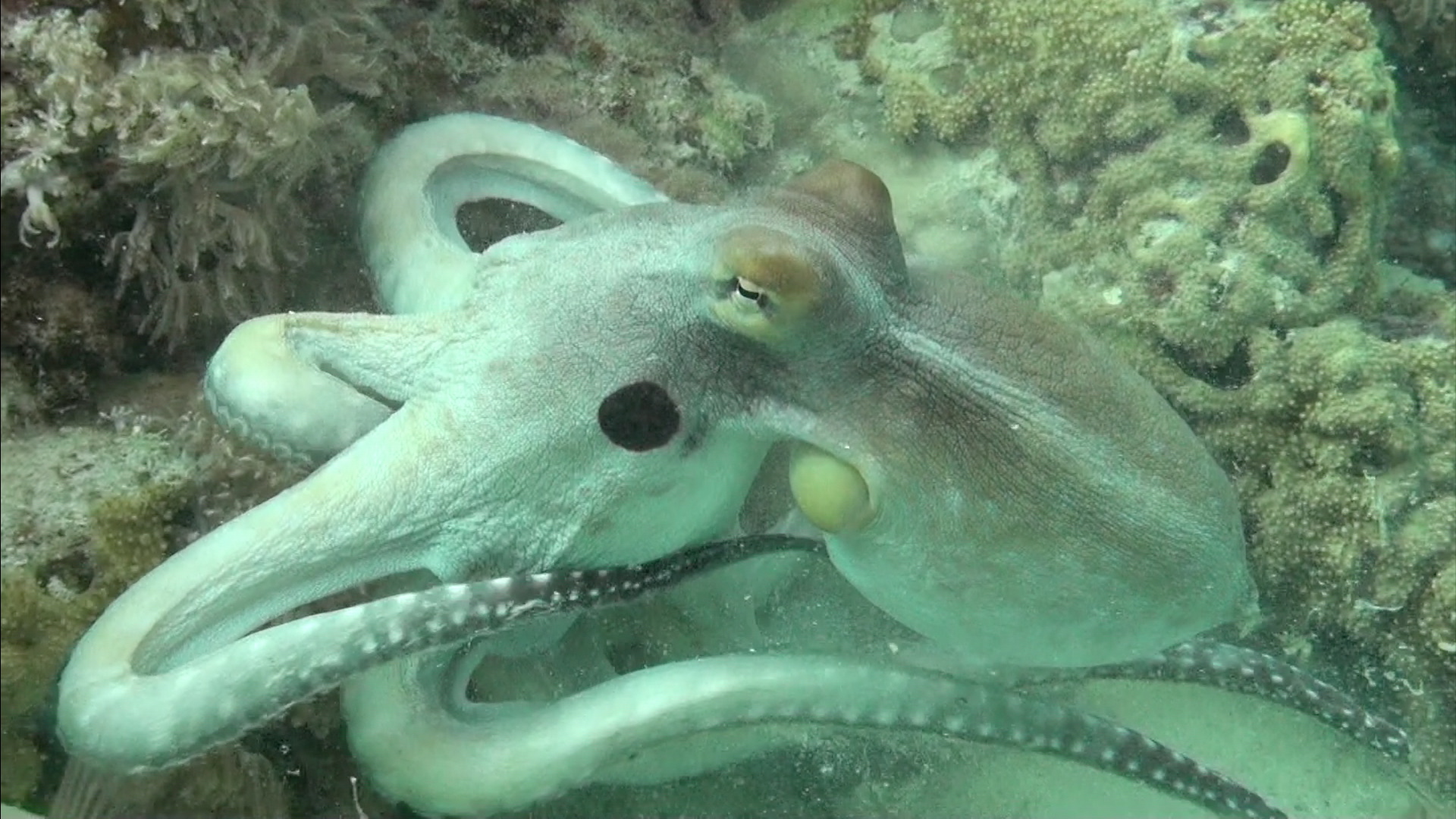 octopus zwemt naar links wit-127192